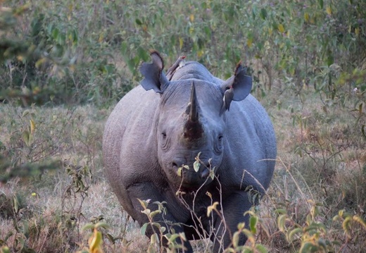 Africa